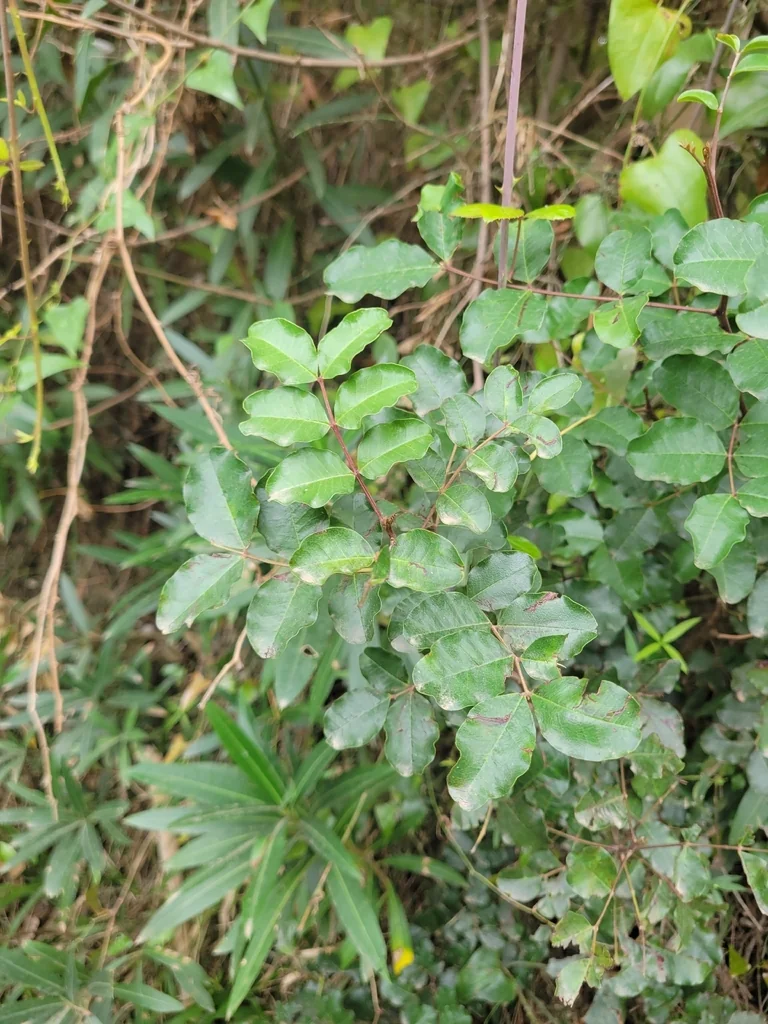 Ceratonia Siliqua