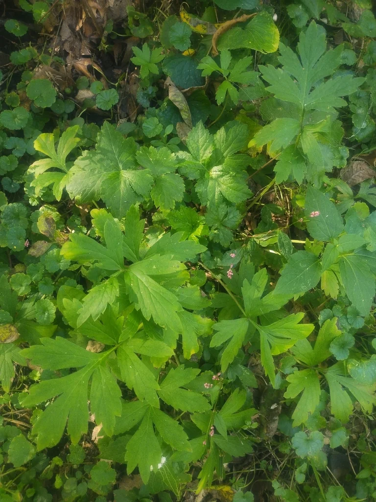 Hydrophyllum Virginianum