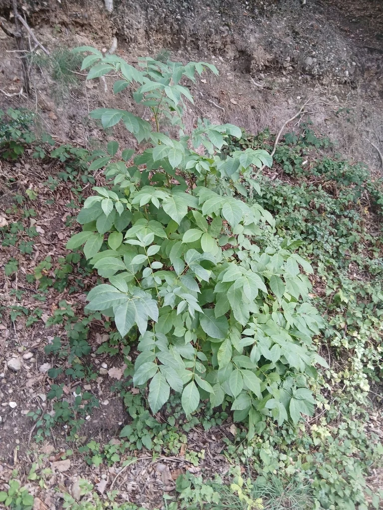 Juglans Regia