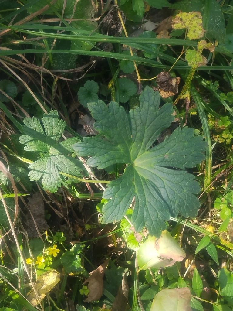 Geranium Maculatum