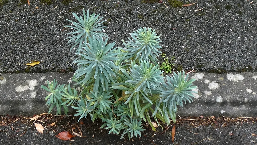Euphorbia Characias
