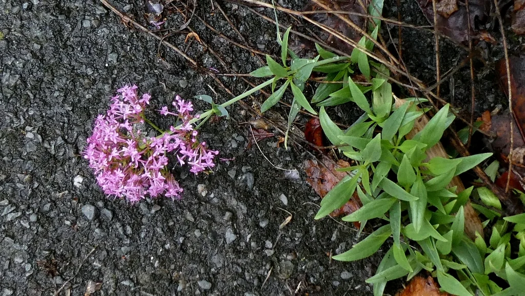 Centranthus Ruber