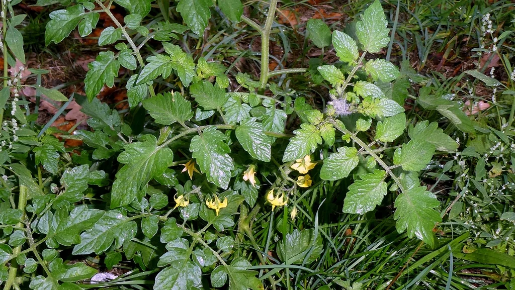 Solanum lycopersicum