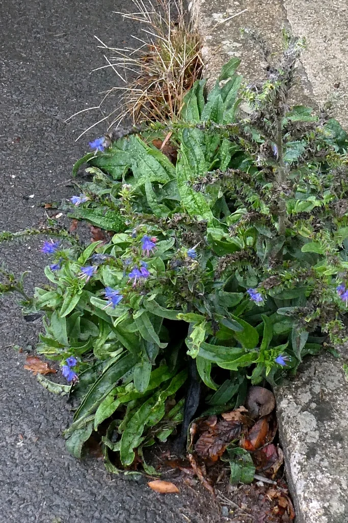 Echium Vulgare