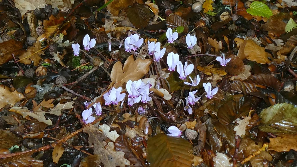 Cyclamen Hederifolium