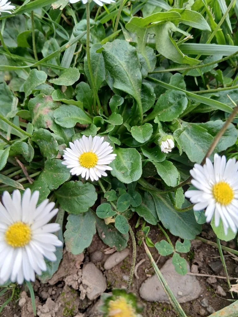 Bellis Perennis