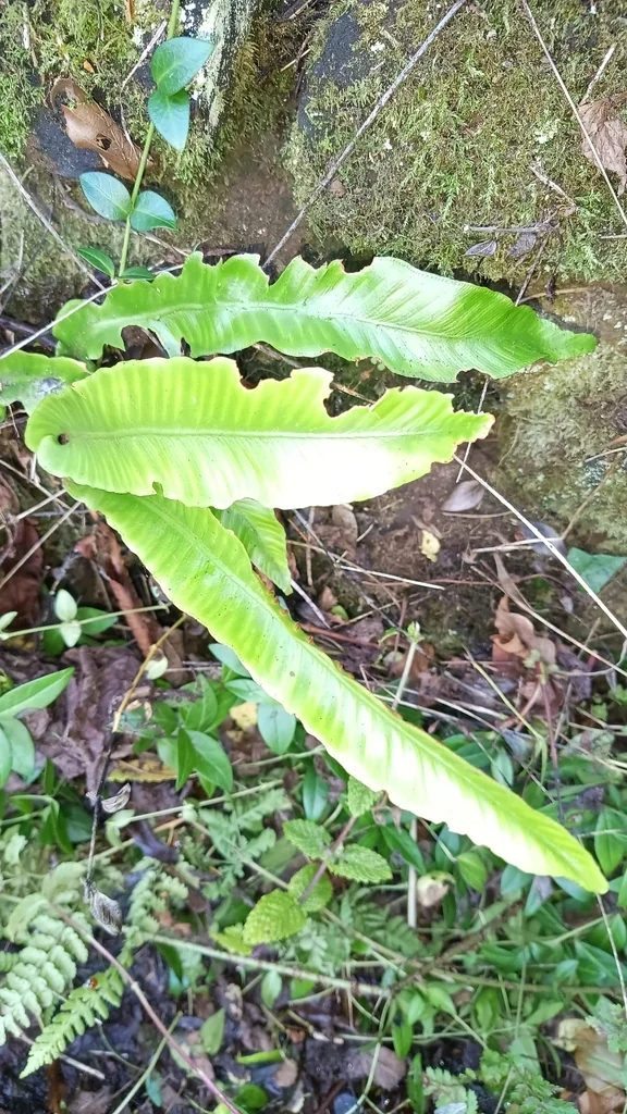Asplenium Scolopendrium