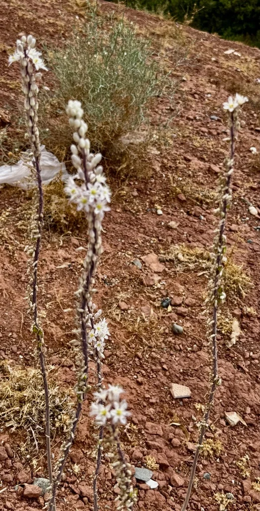 Drimia maritima
