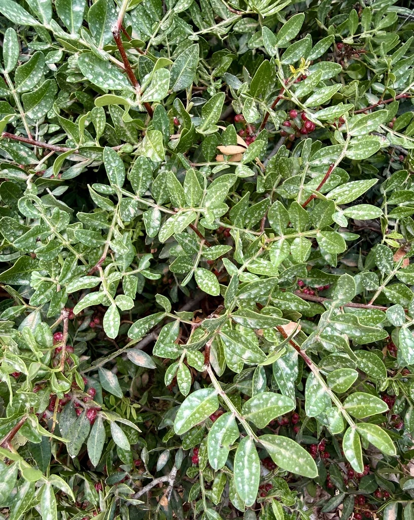 Pistacia Lentiscus