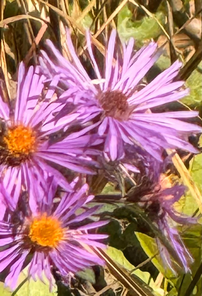 Aster Novae-Angliae