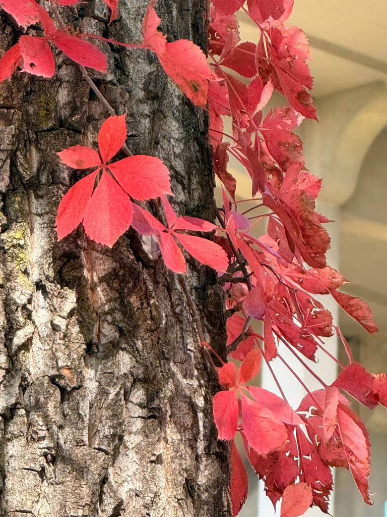 Parthenocissus Quinquefolia