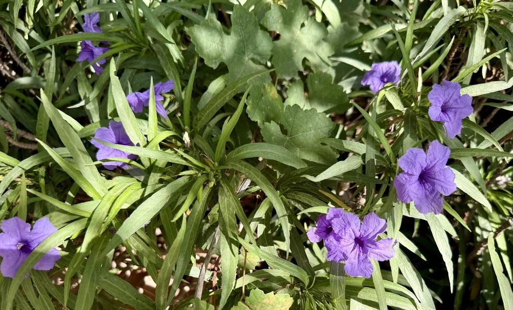 Ruellia Brittoniana