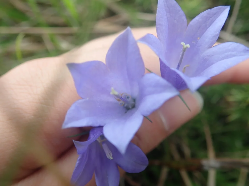 Campanula Rotundifolia