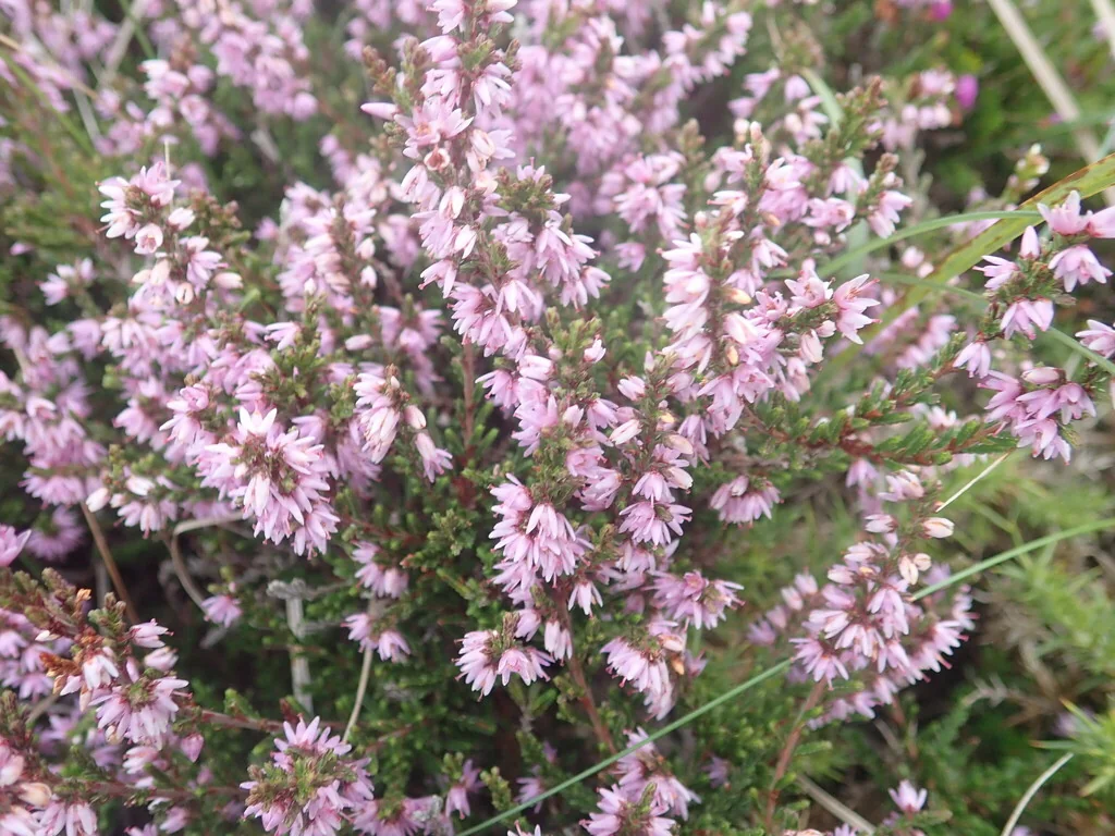 Calluna Vulgaris