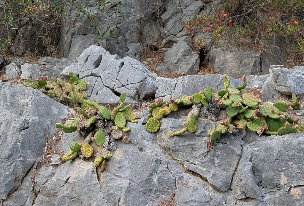 Opuntia Humifusa