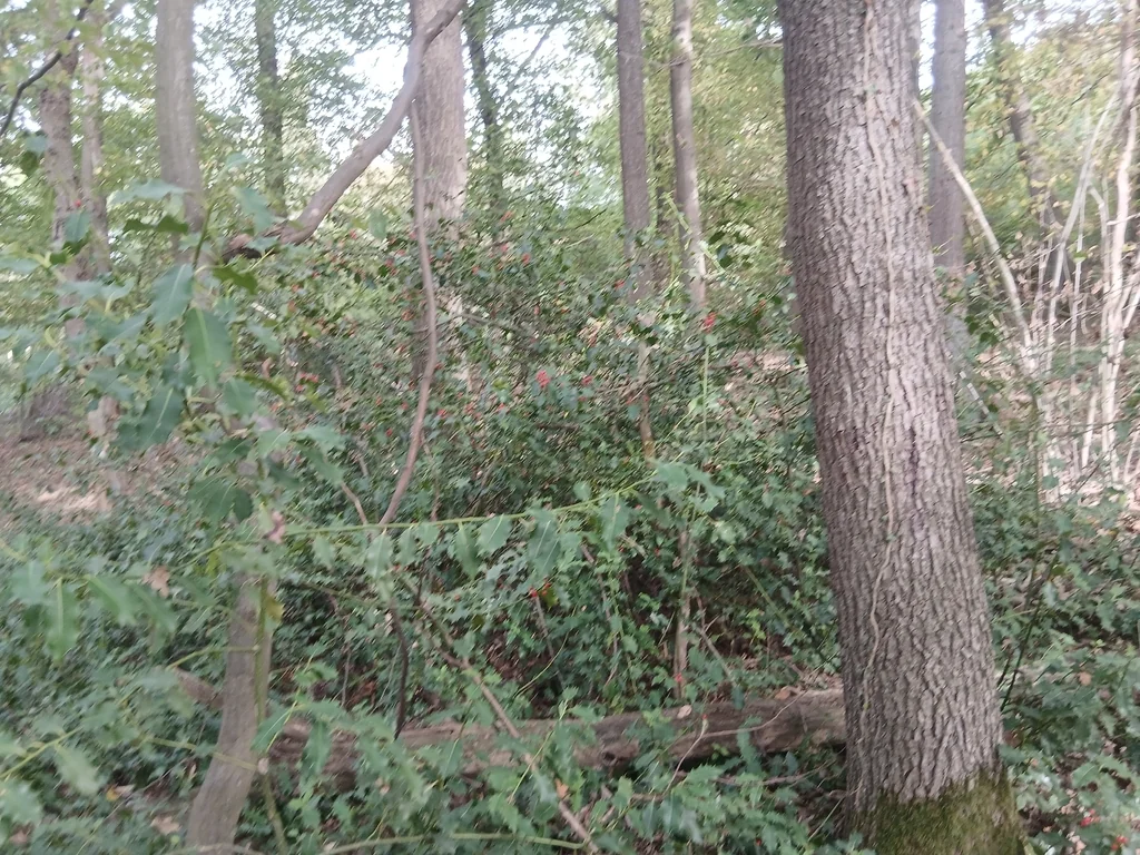 Ilex Aquifolium