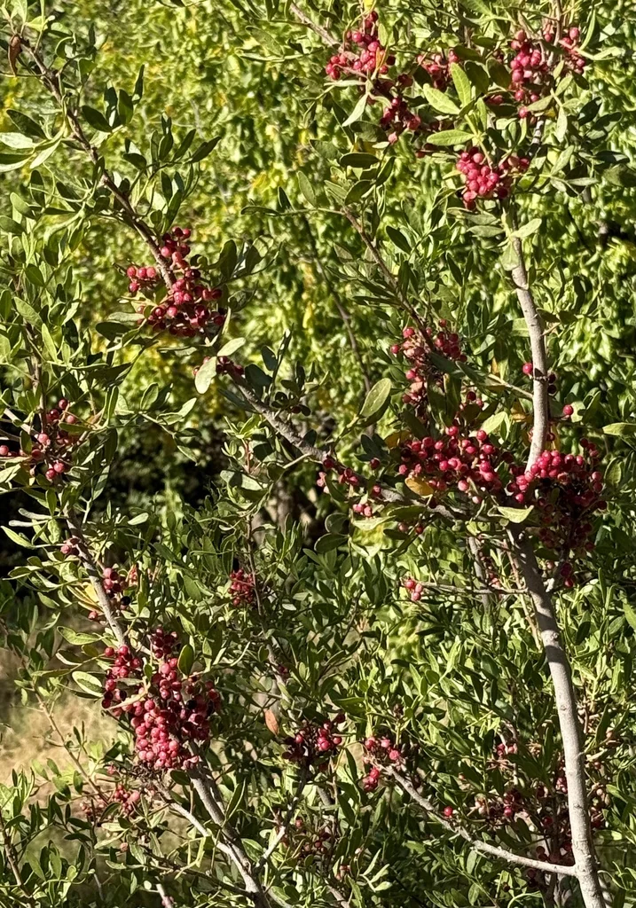 Pistacia Lentiscus