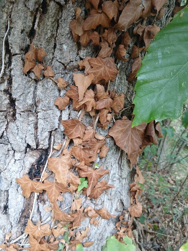 Hedera helix