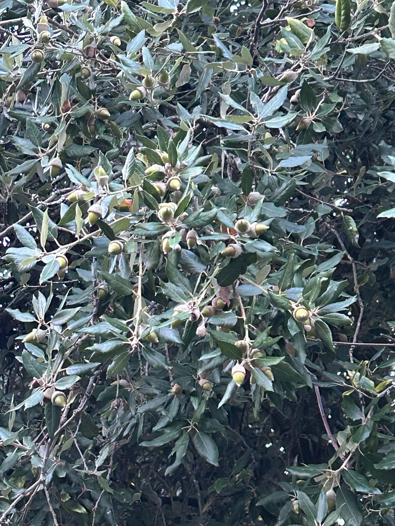 Quercus Ilex