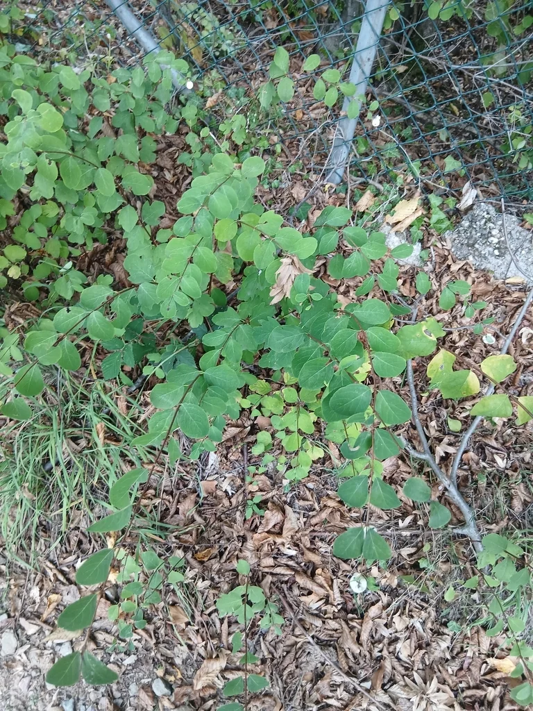 Symphoricarpos Albus
