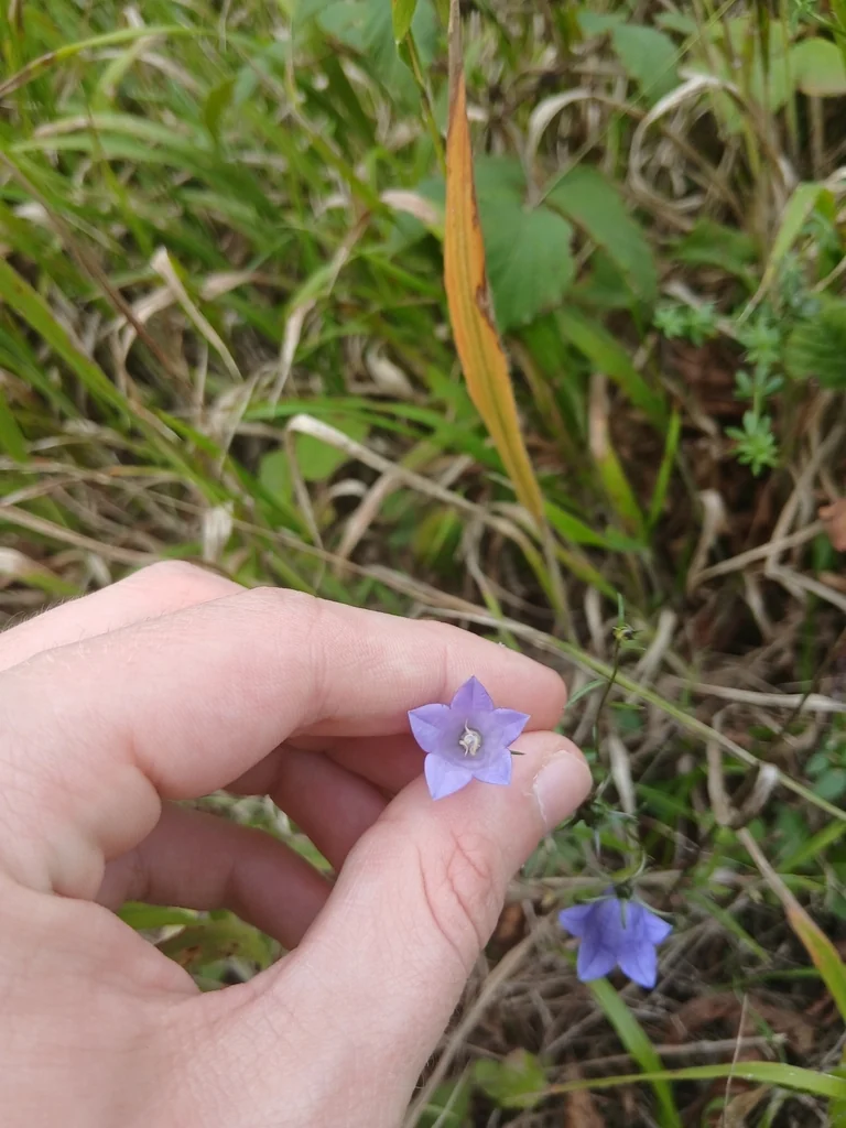 Campanula Rotundifolia