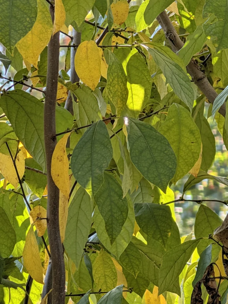 Lindera Benzoin