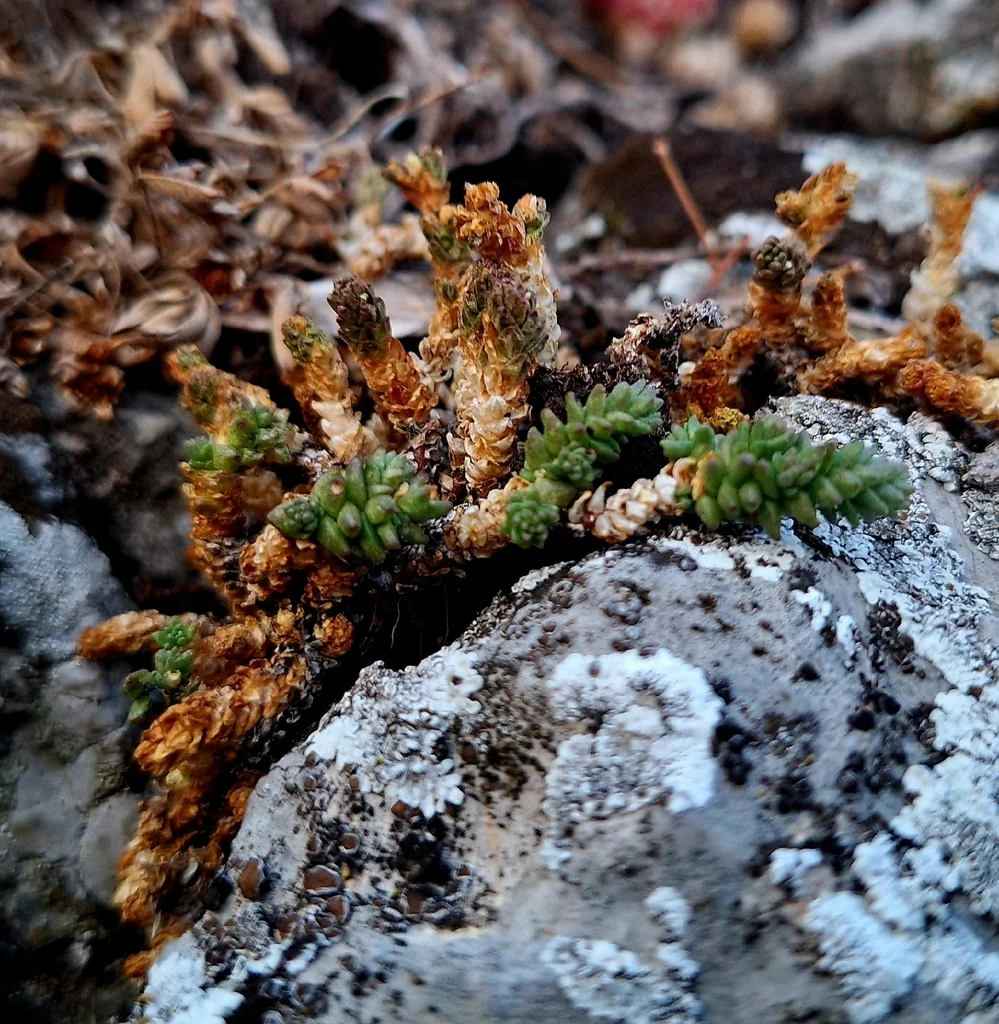 Sedum Acre