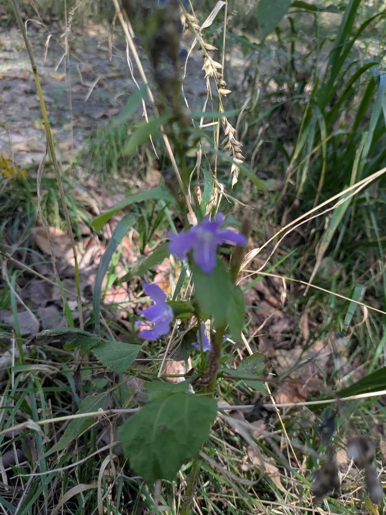 Campanula Americana