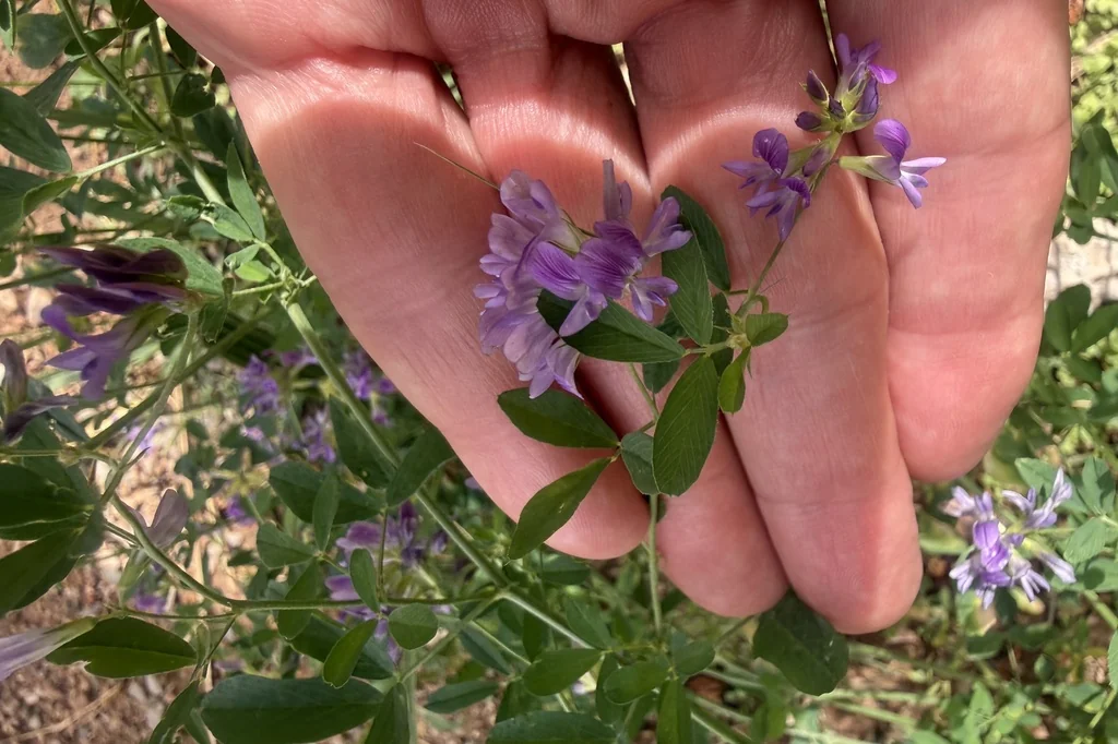 Medicago Sativa
