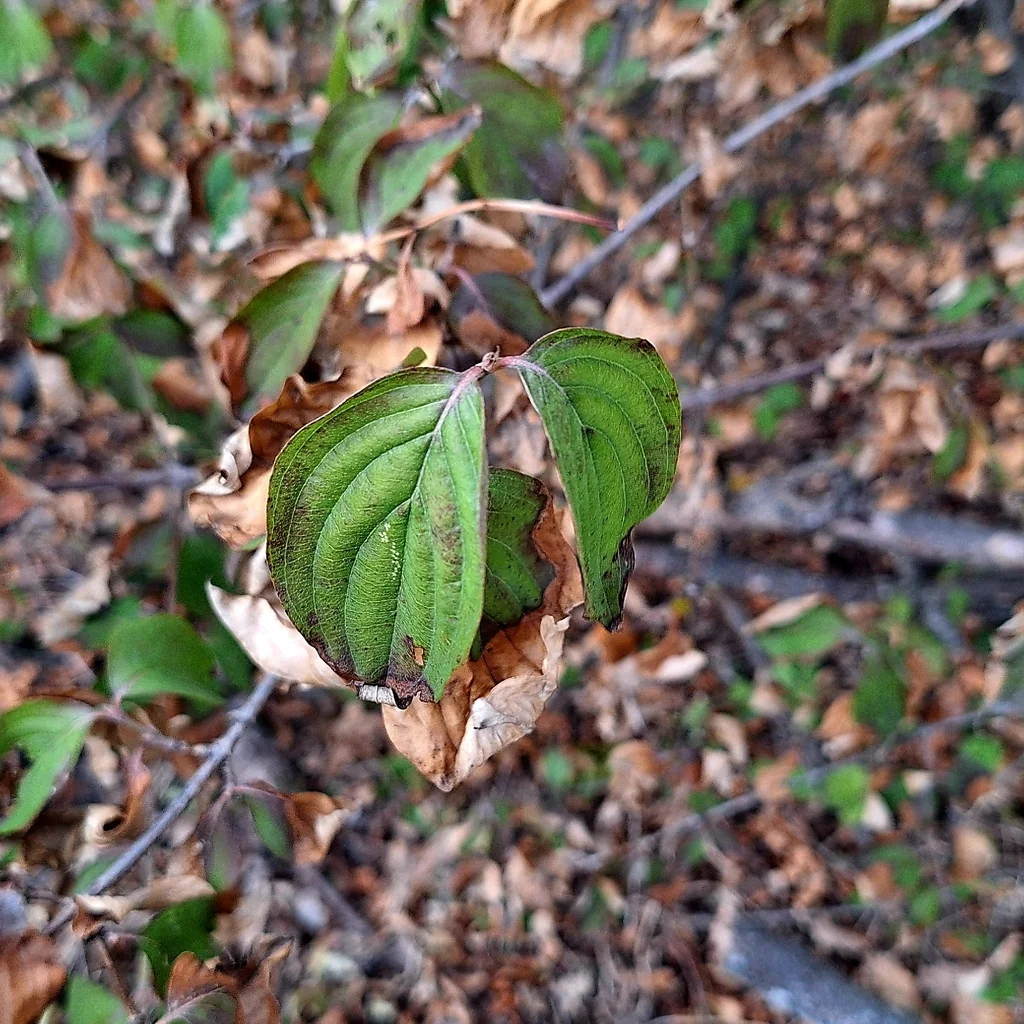 Cornus Mas
