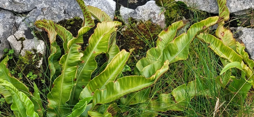 Asplenium Scolopendrium