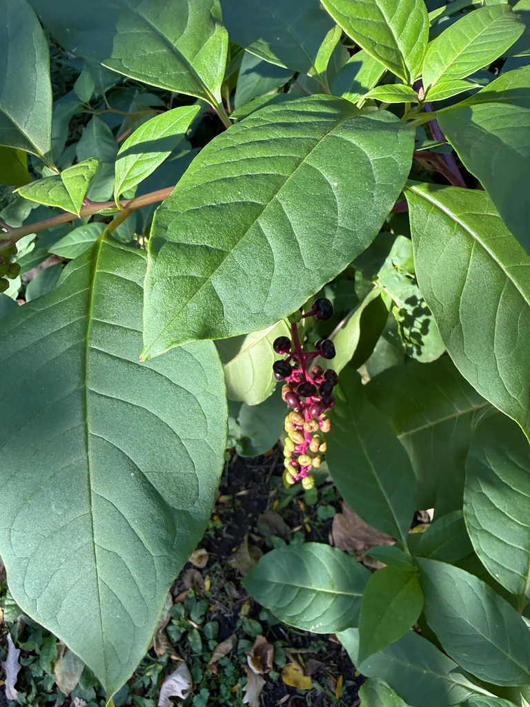 Phytolacca Americana