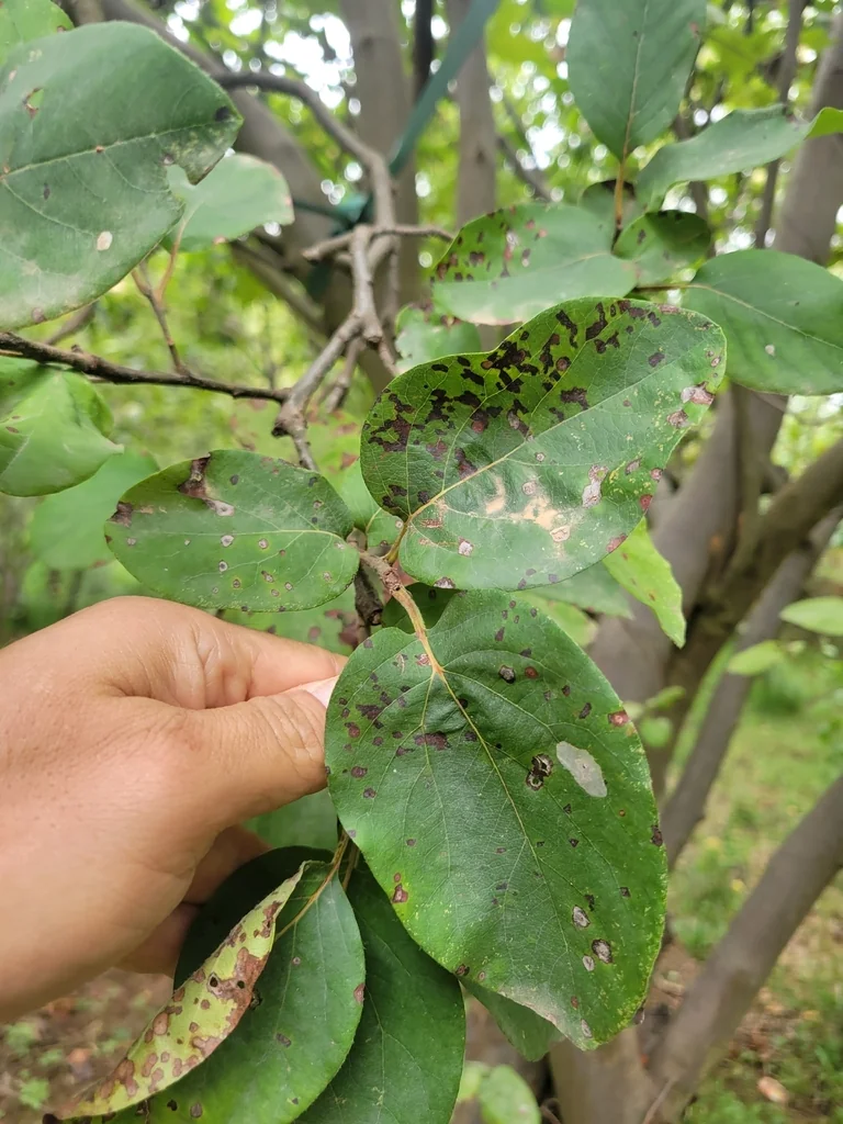 Cydonia Oblonga