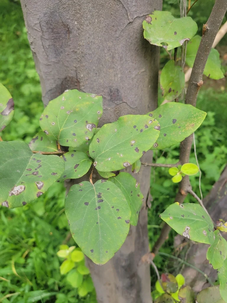 Cydonia Oblonga