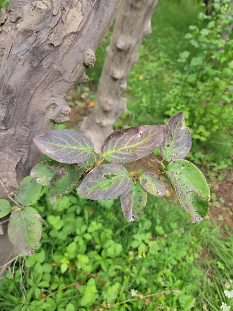 Cydonia Oblonga