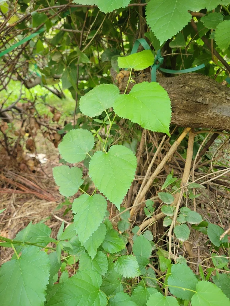 Morus Alba