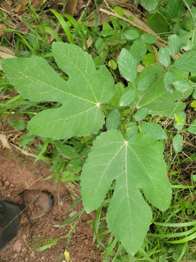 Ficus Carica
