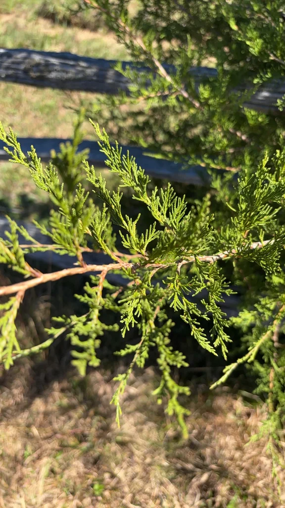 Juniperus Virginiana
