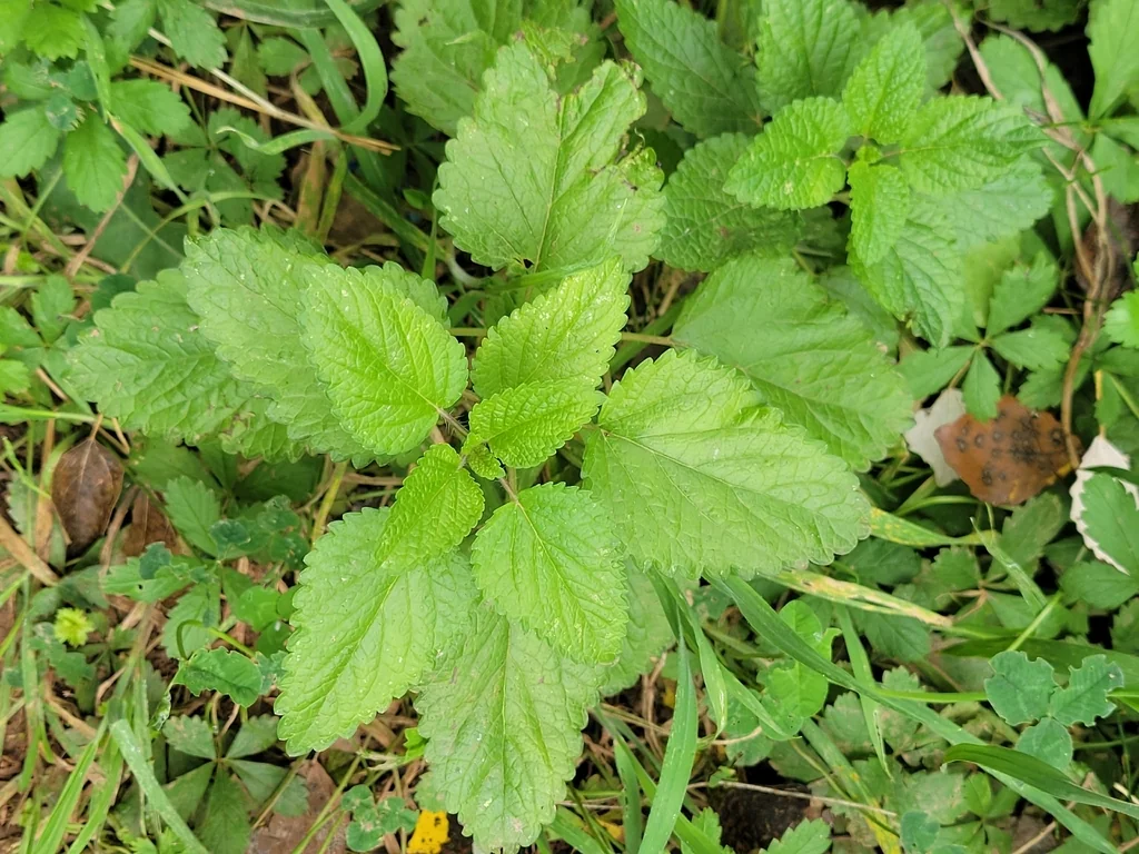 Melissa Officinalis