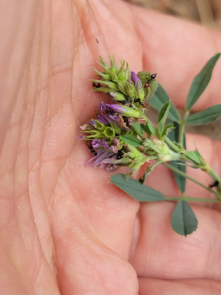 Medicago Sativa
