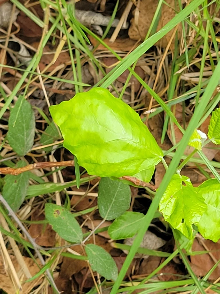 Populus Alba