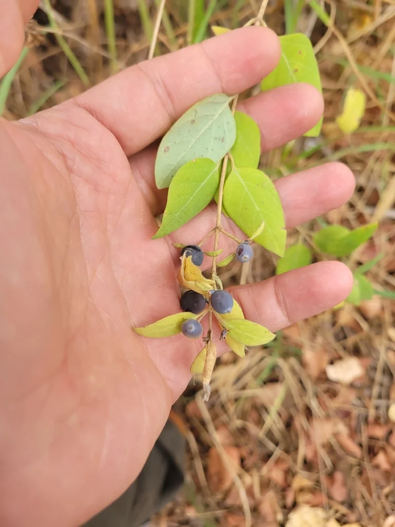 Lonicera Japonica