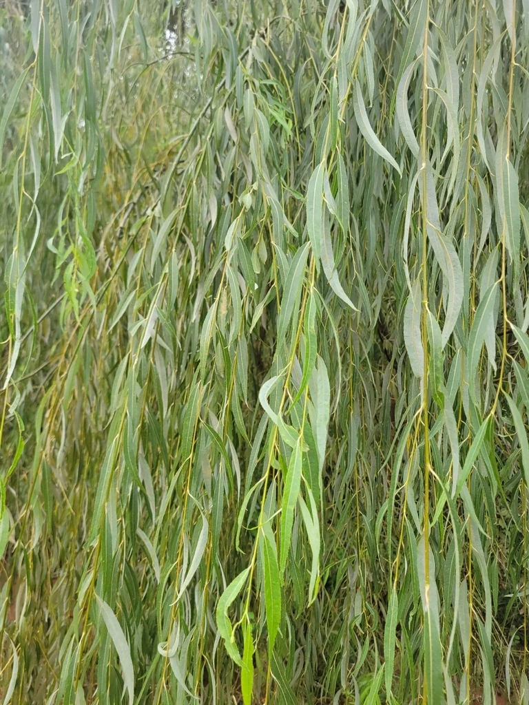 Salix Babylonica