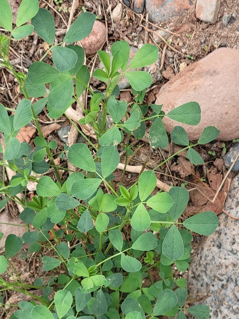 Medicago Sativa