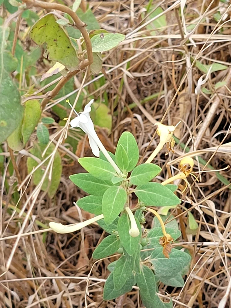 Lonicera Japonica