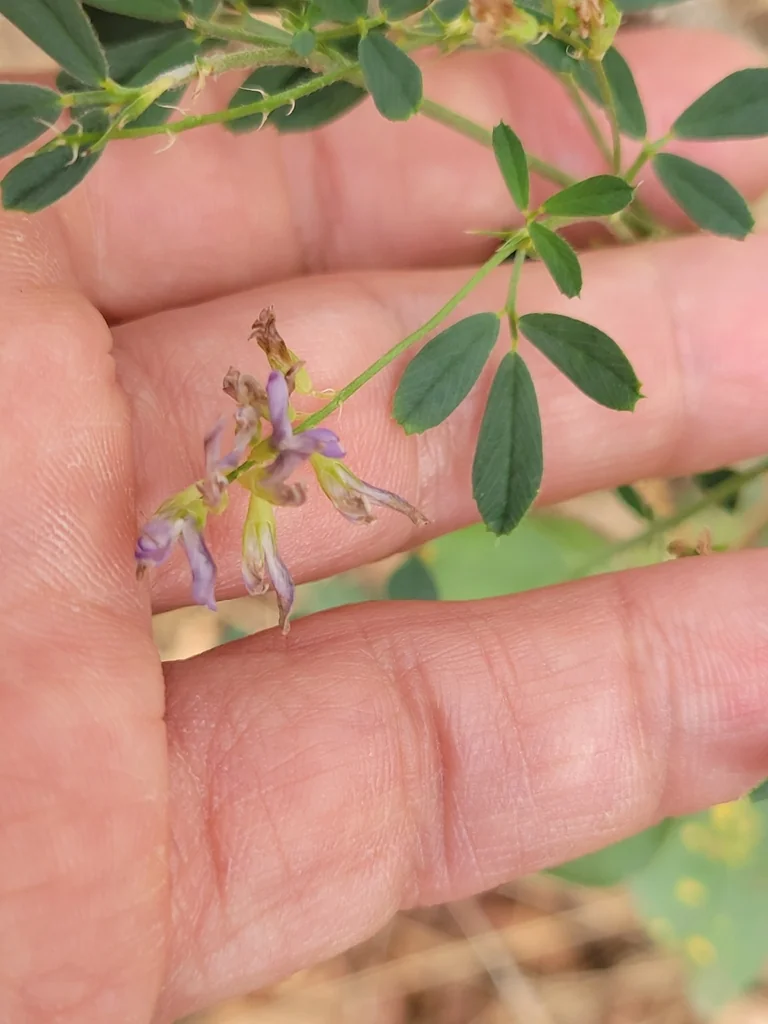 Medicago Sativa