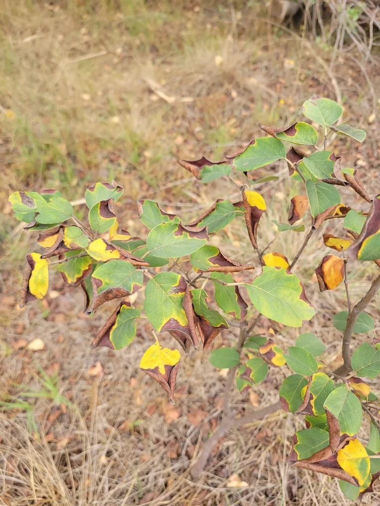 Cydonia Oblonga