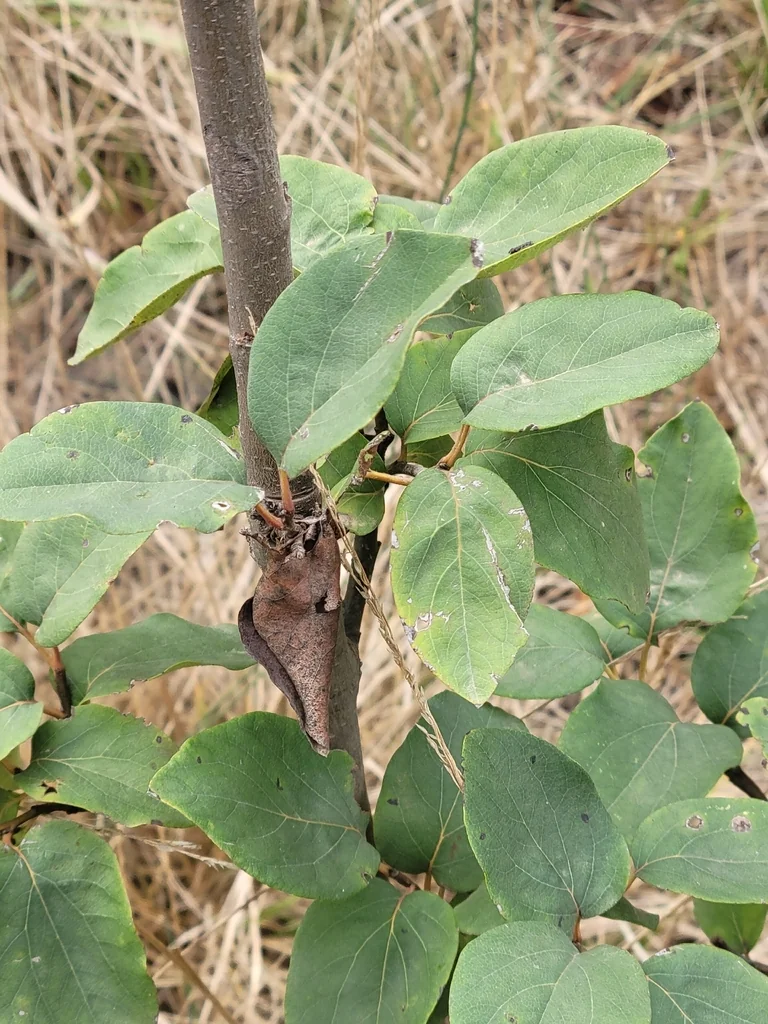 Cydonia Oblonga