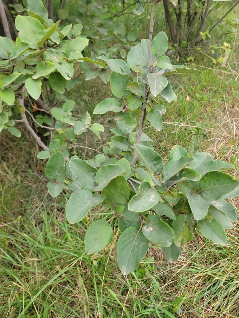 Cydonia Oblonga