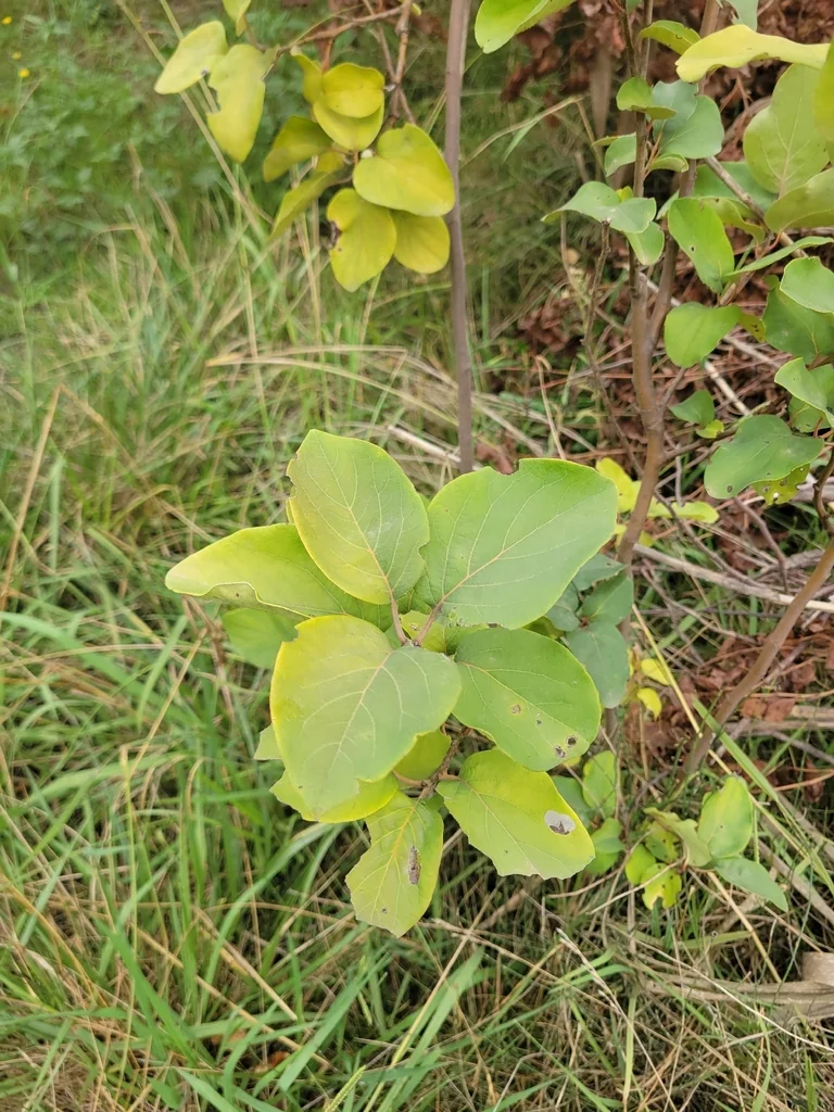 Cydonia Oblonga